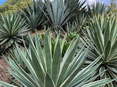 -深圳仙湖植物园