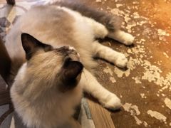 -猫猫幼稚园·撸猫·桌游·电玩