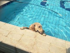 -趣玩宠物乐园寄养训犬训狗游泳池