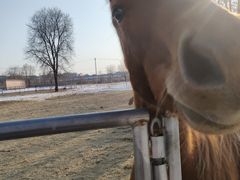 -北京群众马术培训基地