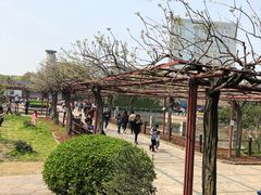 -嘉定紫藤园