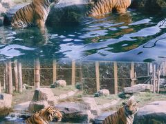 -上海野生动物园