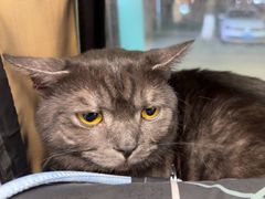 -瑞派康怡24h宠物医院·犬猫医疗中心·微创绝育(瑞景分院)