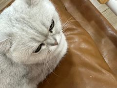 -李小姐の猫咖啡馆(五角场店)