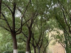 -丁香湖公园