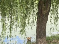 -上海野生动物园