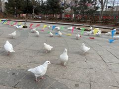 -南宫五洲植物乐园