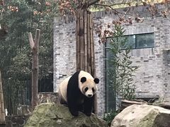 -都江堰中华大熊猫苑