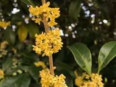 -上海虹桥迎宾馆