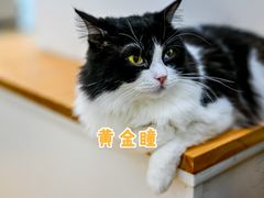 -李小姐の猫咖啡馆(五角场店)