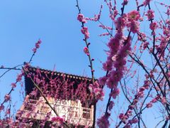 -习家池