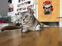 -平行世界·猫咖(首经贸店)