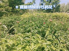 -莲花池公园