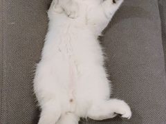 -猫大福·Fortune Cat猫舍(百子湾店)