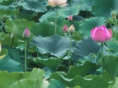 -咸阳湖景区