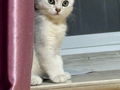 -贝康宠物医院·犬猫全科·小动物特色诊疗中心(东环路店)