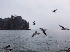 -长岛万鸟岛