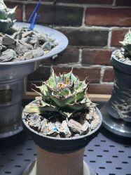 -青木造型HAIR·あおき髪を刈る潮人店