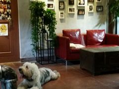 -百好乐宠物友好餐厅(朝外大街店)