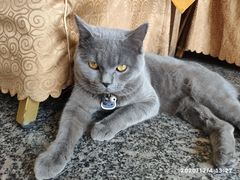 -安记烧鹅(新桥店)