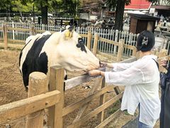 -神户市立六甲山牧场