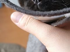 -北京观赏动物医院·24小时大型综合·猫专科·异宠专科