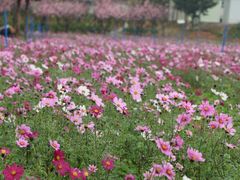 -天适樱花悠乐园