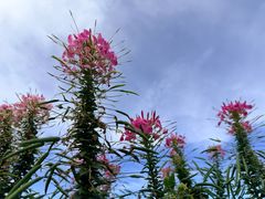 -春花秋色城市公园