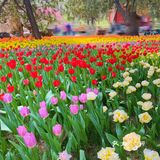 中山公园 最美郁金香节 海棠樱花绽放
