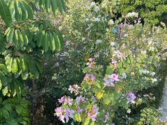 -深圳国际园林花卉博览园