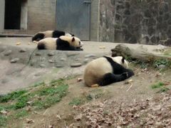 -都江堰中华大熊猫苑