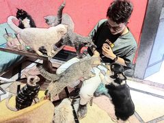 -猫色咖啡·猫咖