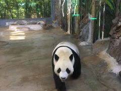 -海南热带野生动植物园