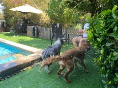 -汪说喵讲宠物乐园宠物酒店(红星美凯龙店)