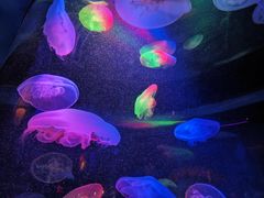 -太平洋海底世界