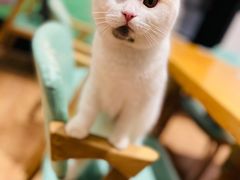 -猫色咖啡·猫咖