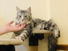 -猫小院猫主题咖啡厅(北锣店)