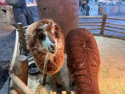 -Zoolung Zoolung动物主题公园(海信广场店)