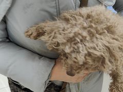 -美联众合动物医院·24h京西诊疗中心