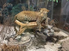 -陕西自然博物馆