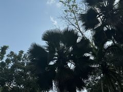 -中国科学院西双版纳热带植物园