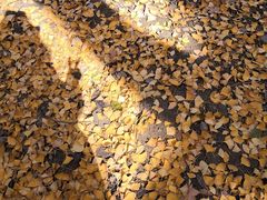 -四川大学(华西校区)