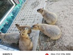 -西霞口神雕山野生动物世界