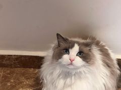 -四月宠物医院·猫专科·心脏专科·内科(转塘店)