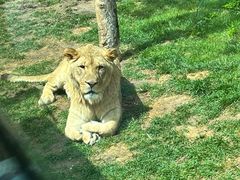-北京野生动物园