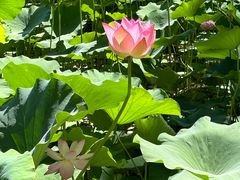 -莲花池公园