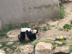 -沈阳森林动物园