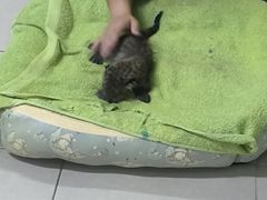 -清迈夜间动物园