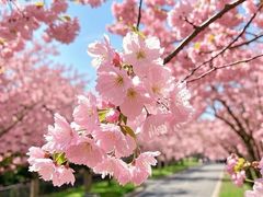 -高东镇樱花园