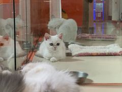 -三花喵·撸猫购宠·宠物生活馆(虹桥南丰城店)